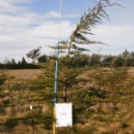 double header pruned after photo taken