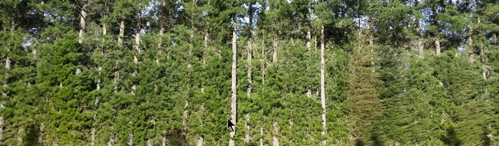 Silverwood Farm Forestry An Initiative Of Central Canterbury Farm Forestry